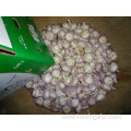 Jinxiang Normal White Garlic